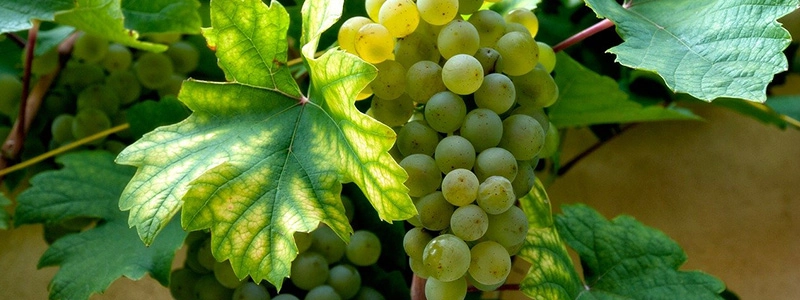 Variedades uva blanca España